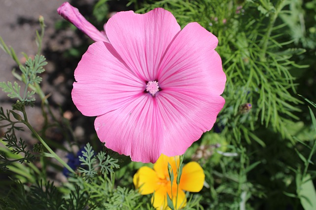 Free Flower Flower Background photo and picture