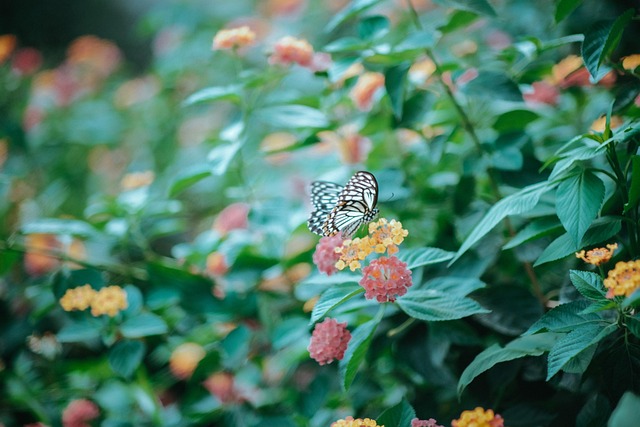Vlinder, Bloem, Natuur, Bloem Behang