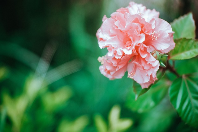 Bloem, Natuur, Zomer, Bloem Achtergrond