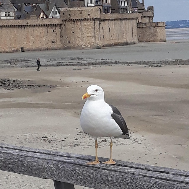 Free Seagull Gull photo and picture