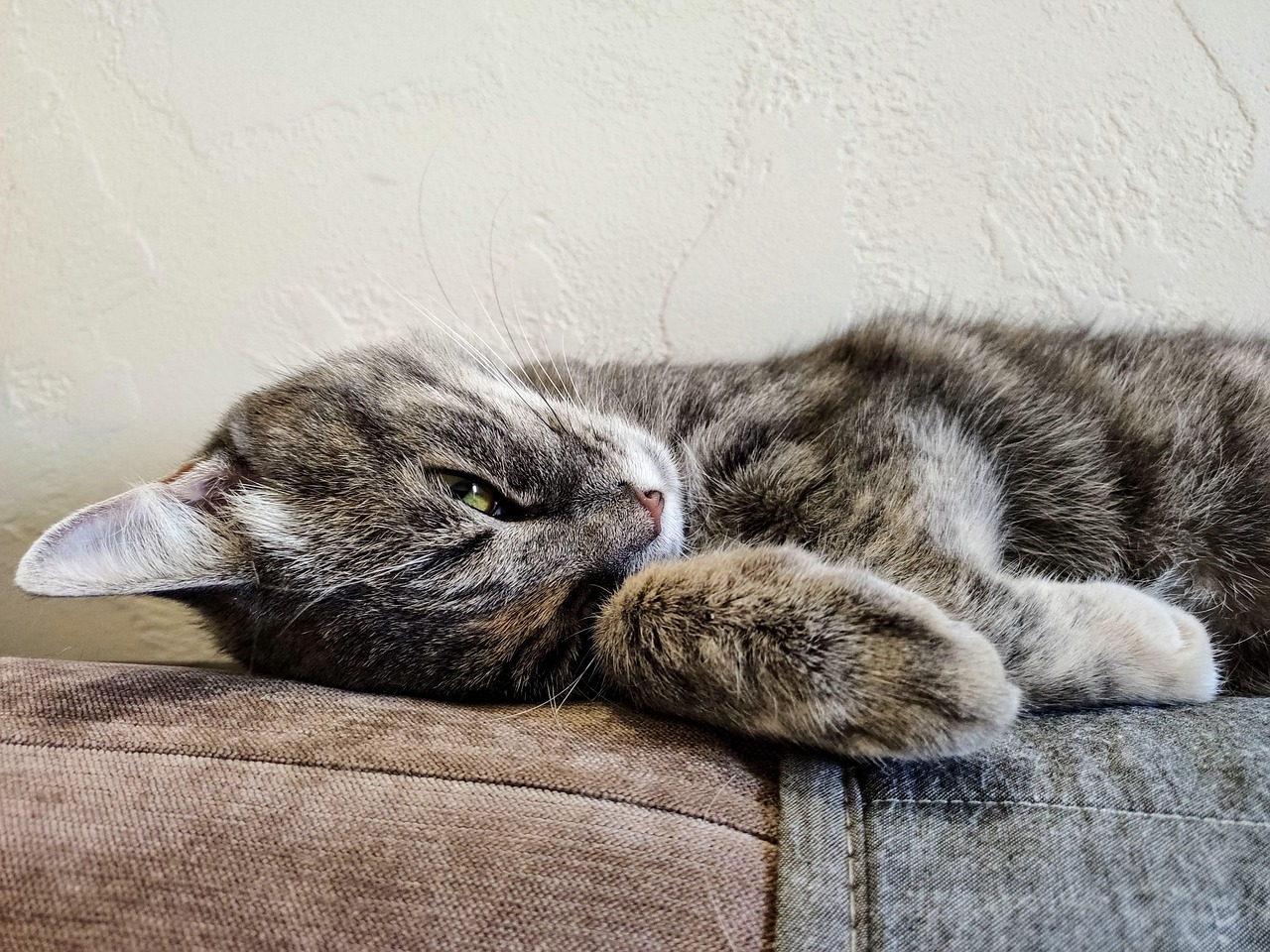 Cat - free online jigsaw puzzle photo