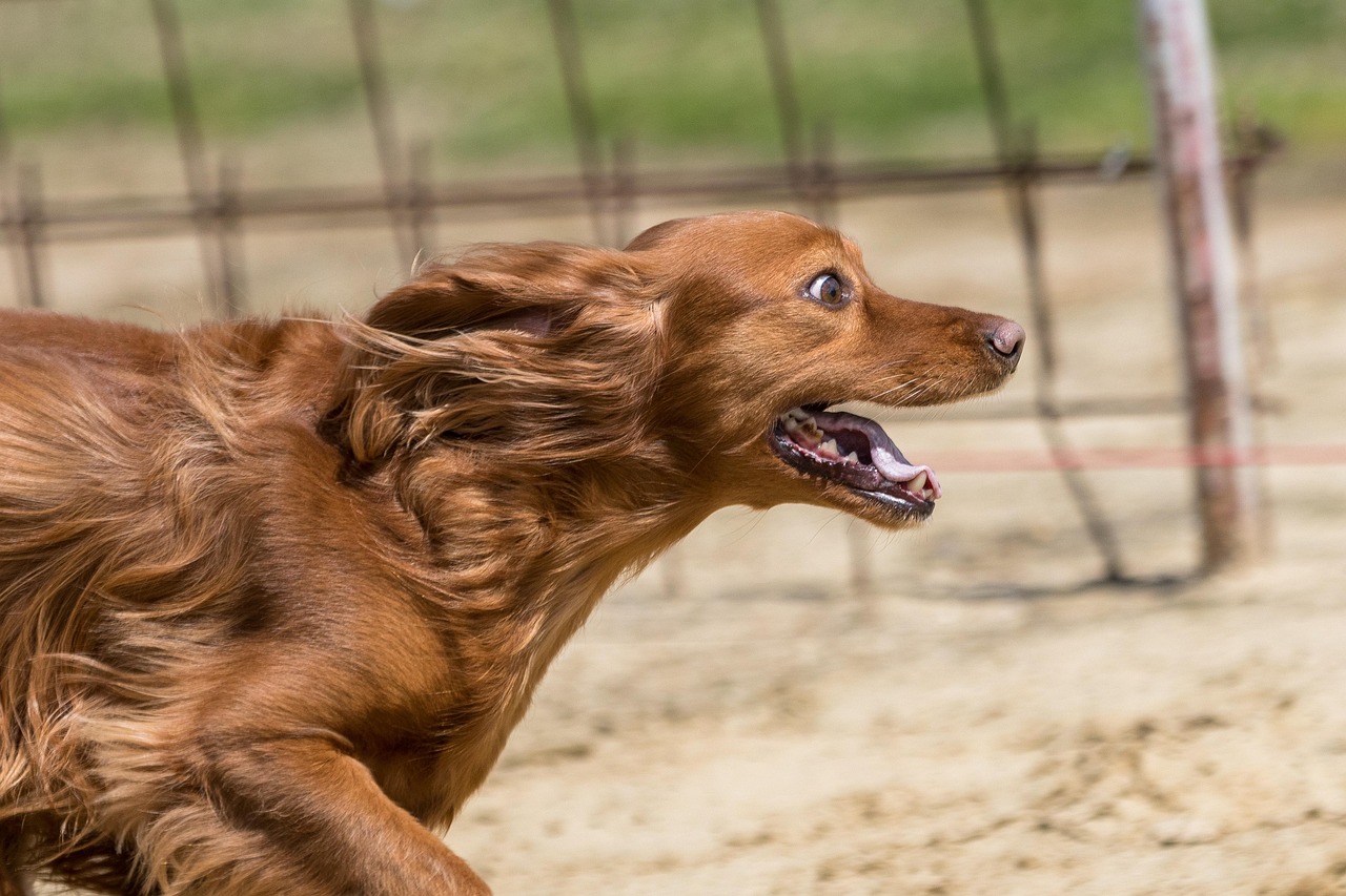 Dog Racing Racecourse Run - Free photo on Pixabay