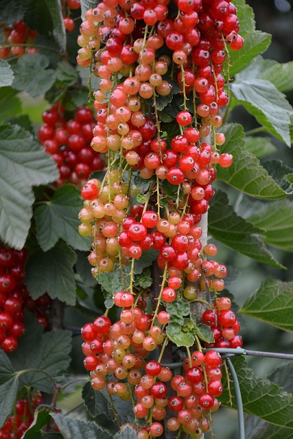 Cranberry Cherry Fresh - Free photo on Pixabay - Pixabay