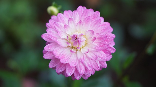 Flower, Floral, สีชมพู, กลีบดอก