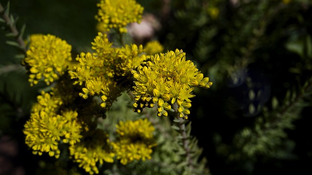 Plant, Bloem Behang, Mooie Bloemen