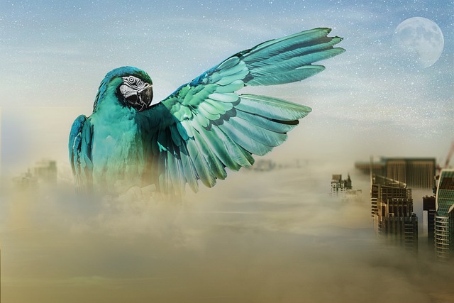 Free Parrot Moon photo and picture