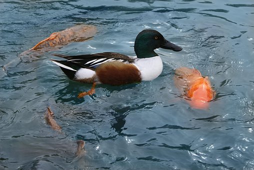 Free Duck Swimming Golden Carp photo and picture