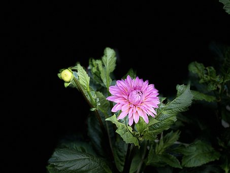 Free Green Leaf Colorful photo and picture