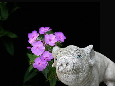 Free Garden Phlox Pig Figurine photo and picture
