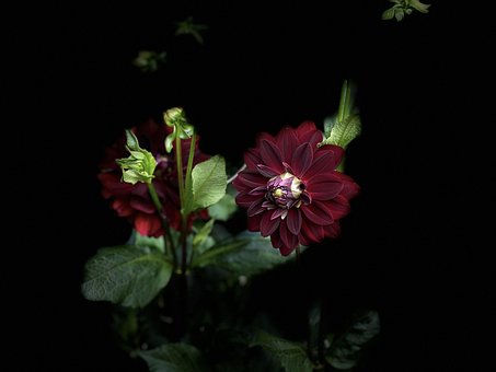 Free Maroon Dahlia photo and picture
