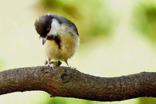 Free Animal Bird photo and picture