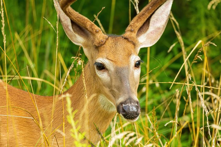 100+ Free Whitetail Deer & Deer Images - Pixabay 100+ Free Whitetail Deer & Deer Images - Pixabay