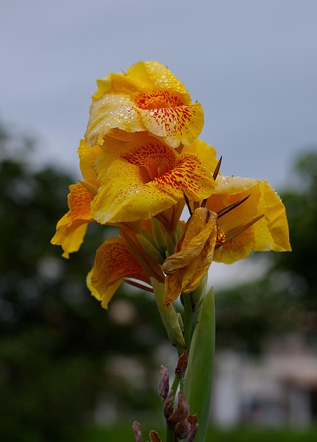 Floare, Galben, Natura, Grădină, Petale
