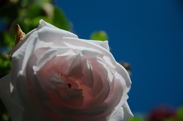 Free Rose Flower photo and picture