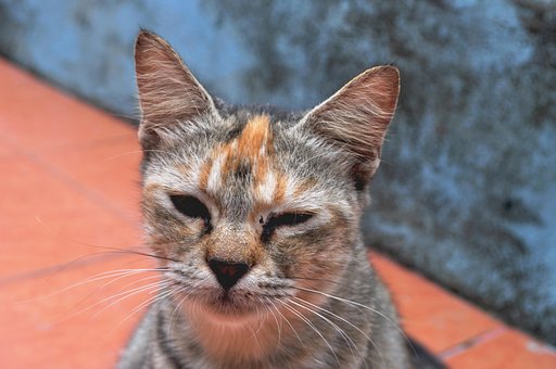 Kat, Kæledyr, Kitty, Dyr, Feline, Sød