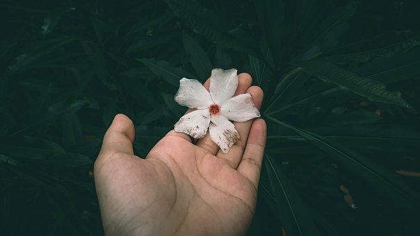 Hånd, Grønn, Blomst Tapet, Tre, Hender