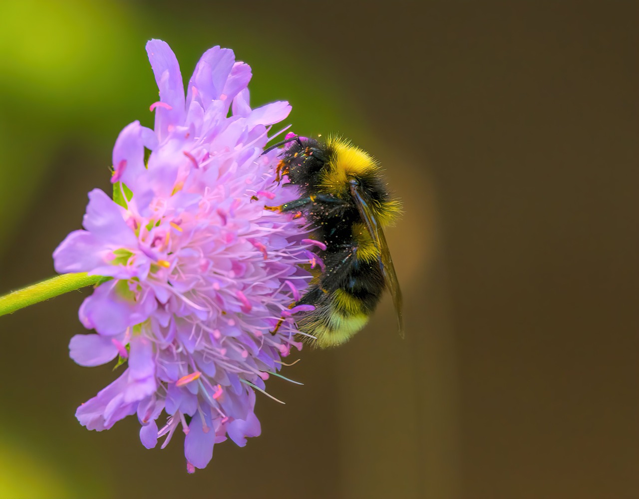 Insecte Fleur Nature - Photo gratuite sur Pixabay - Pixabay