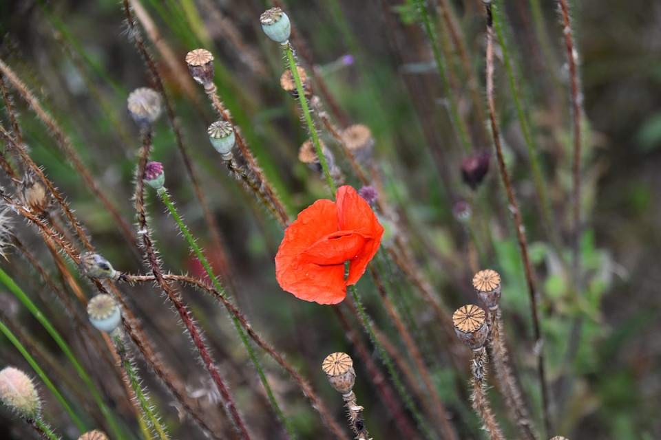 Blume Mohn Rot Natürliche - Kostenloses Foto auf Pixabay