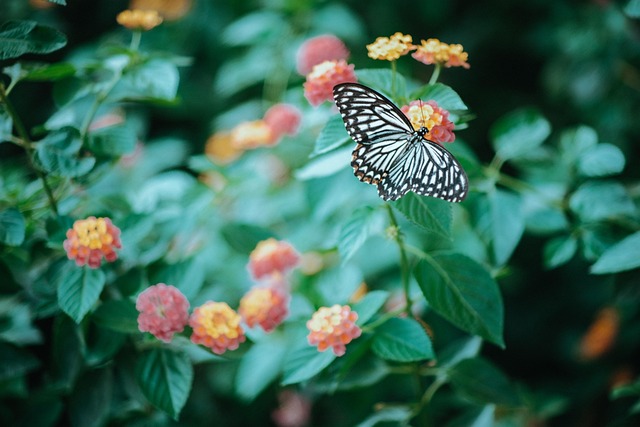 Vlinder, Natuur, Natuurlijk, Zomer