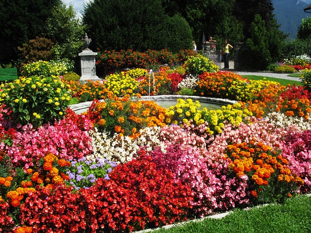 Free Flowers Flowering photo and picture