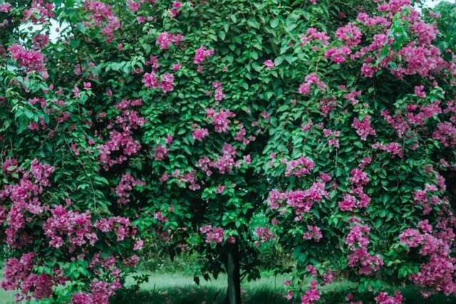 De Lente, Bloemen, Natuur, Zomer