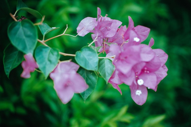 Bloemen, Bloemblaadjes, De Lente, Natuur