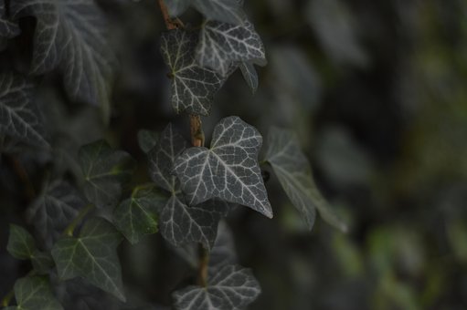 Klimop, Tuin, Bloem, Natuur, Groente