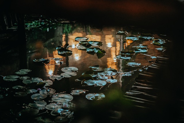 Vijver, Lotus, Bloem, Meditatie, Natuur