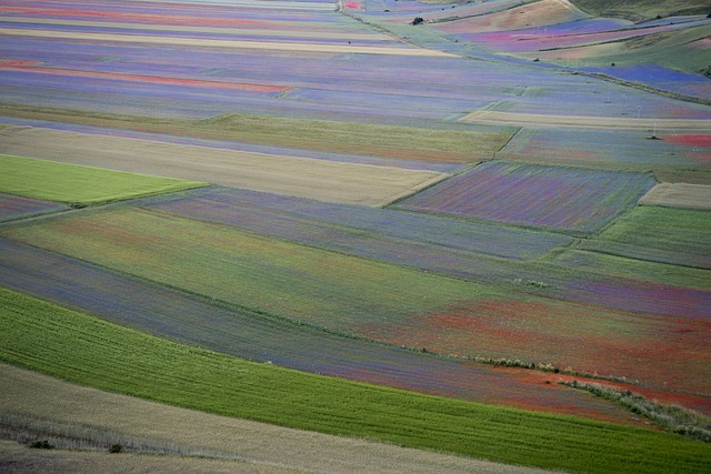Download free HD stock image of Flowering Castelluccio Di Norcia Free Flowering Castelluccio Di Norcia photo and picture