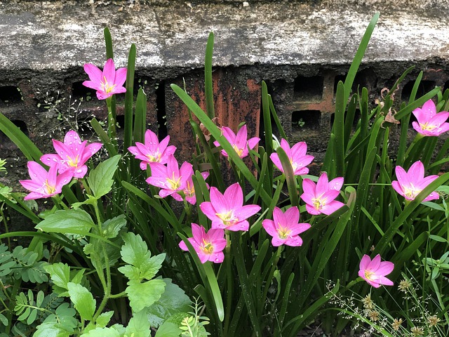 Free Rain Lily Purple photo and picture