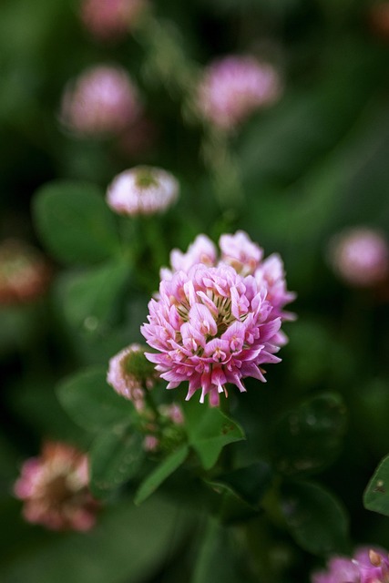 Free Clover Flowers photo and picture