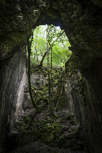 Karriere, Træ, Natur, Brutal, Landskab