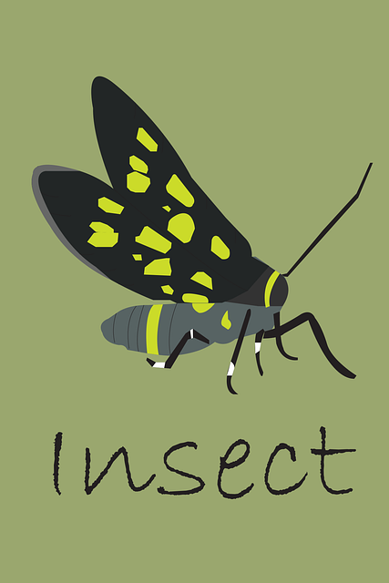 Free insect flies poster vector