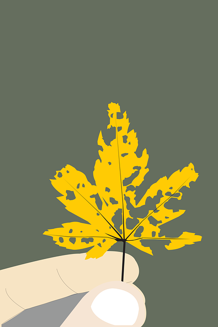 Free leaf hand nature vector