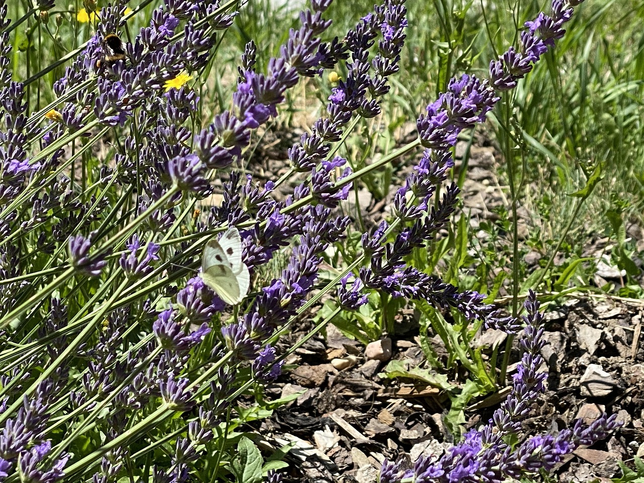 Lavender Insect Lavender Nature Insect - Free photo on Pixabay - Pixabay