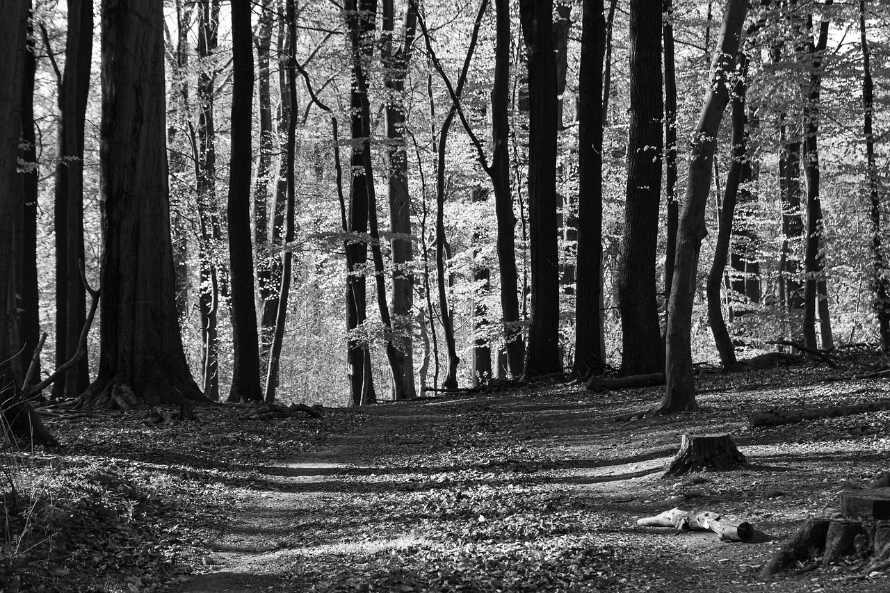 Forest Trees Nature Free photo on Pixabay Pixabay