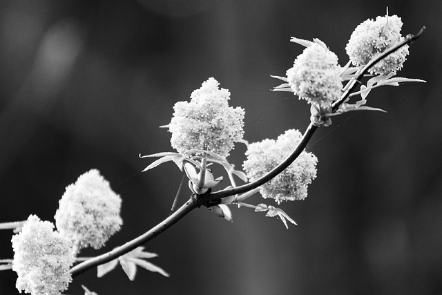 Pflanze, Blüte, Knospe, Natur, Sommer