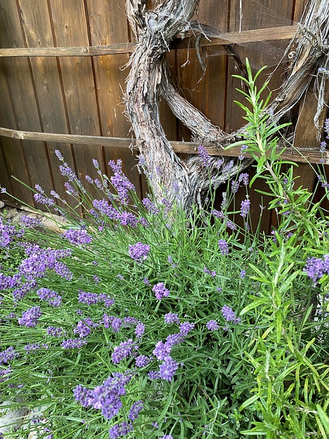 Free Lavender Flowers Purple photo and picture