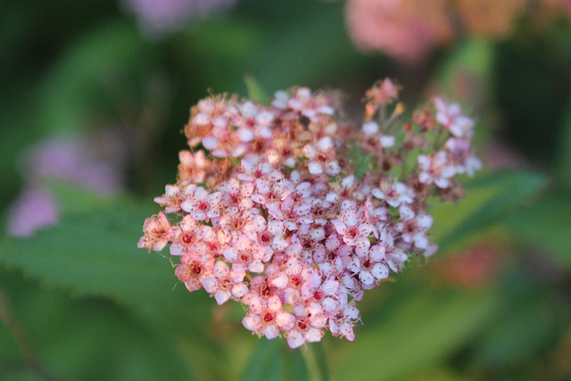 Free Flower Pink photo and picture