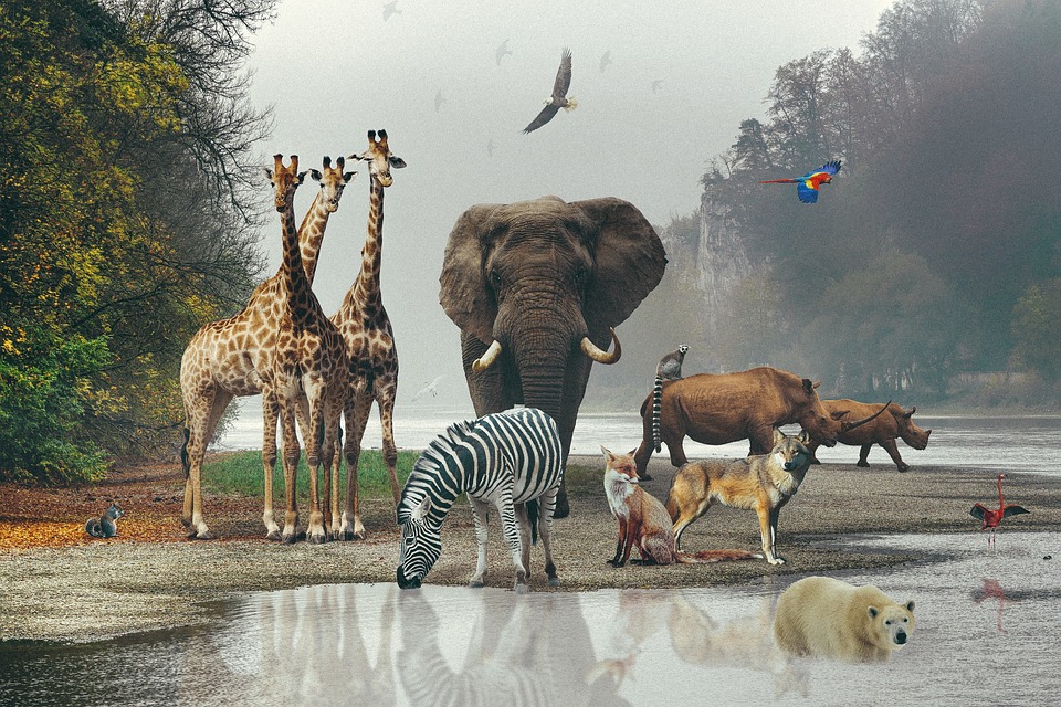 Sfondo Per Foto 1,5x1m Giungla Animali Selvatici, Legno Bianco, Per Feste Safari E Compleanni