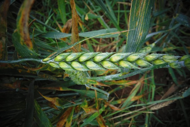 Free Grain Wheat photo and picture