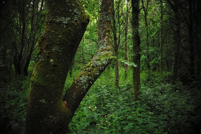 Free Mystical Forest photo and picture