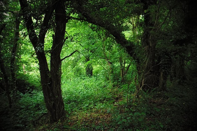 Free Mystical Forest photo and picture