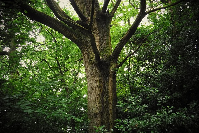 Free Mystical Forest photo and picture