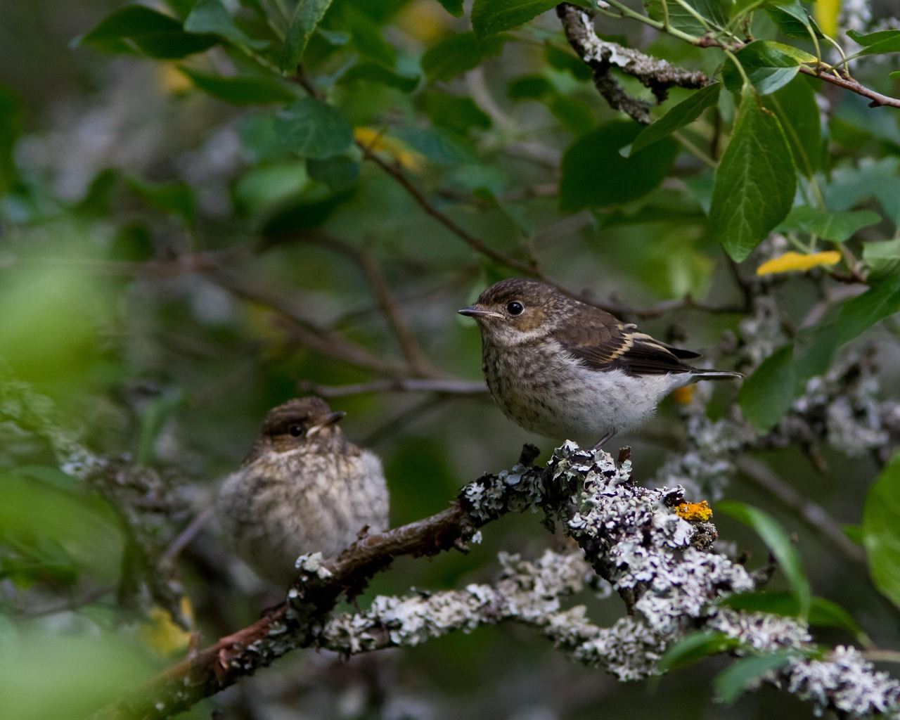 Birds - free online jigsaw puzzle photo