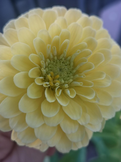 Blomst, Gul, Zinnia, Smukke Blomster