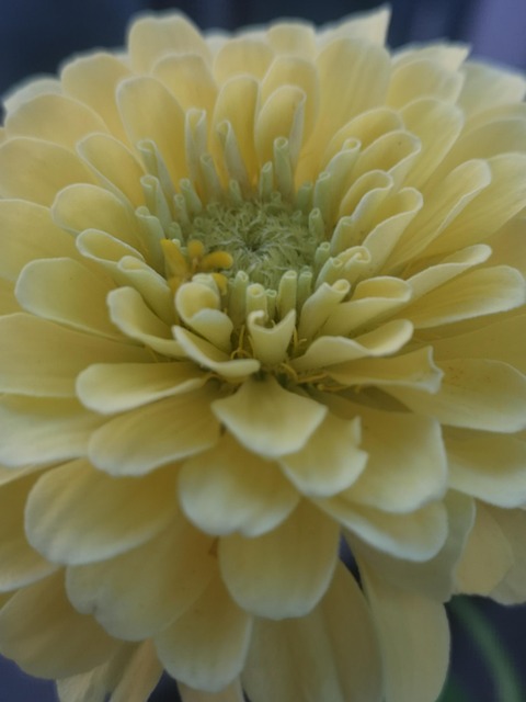 Blomst, Natur, Smukke Blomster, Gul