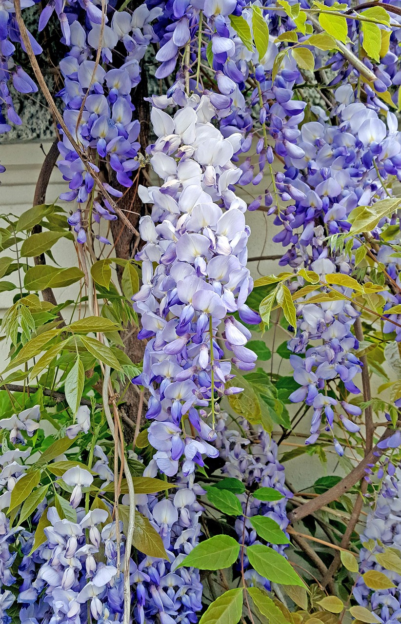 Glicina Flor Wisteria Foto gratis en Pixabay Pixabay