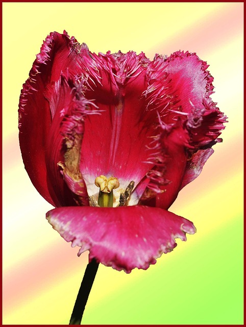 Free Flower Precious Tulip photo and picture