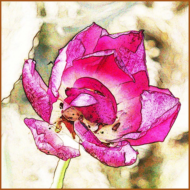 Free Garden Rose photo and picture